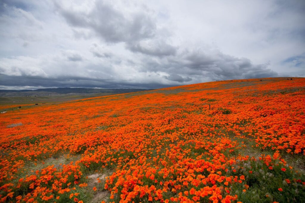 California poppy fields on the hills of the Antelope Valley north of Los Angeles, The Lavatory Los Angeles