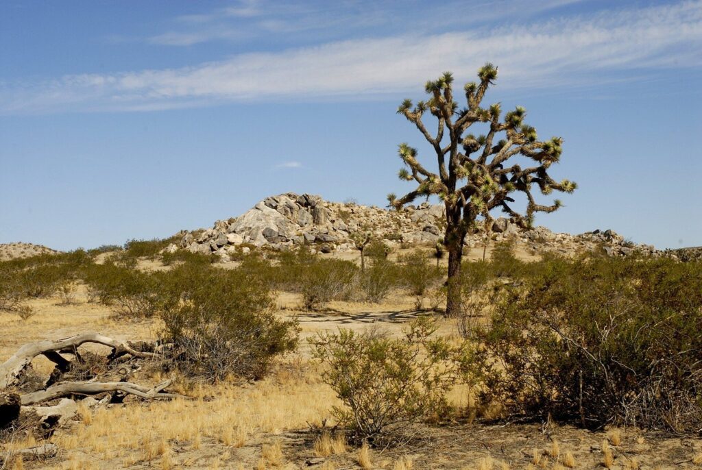 Joshua tree and rocky outcrop in the desert near Lancaster, CA, The Lavatory Los Angeles