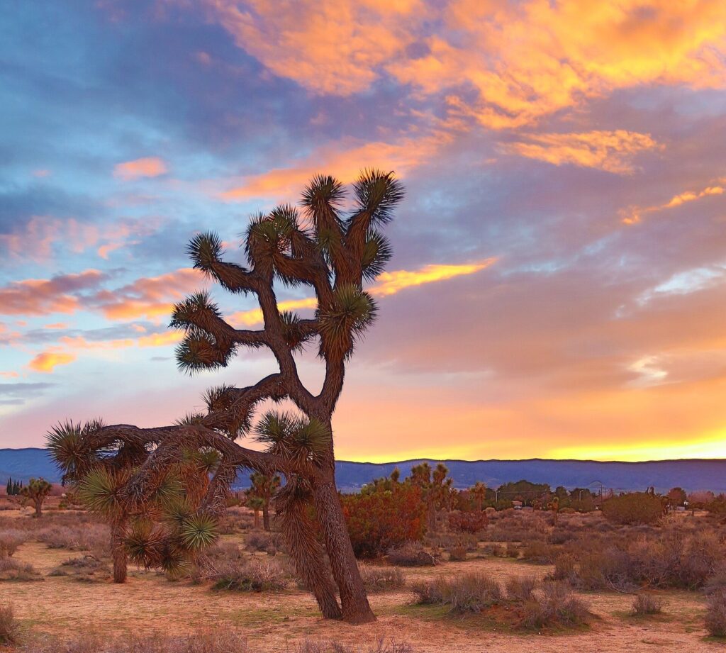 Joshua trees at sunset in the Prime Desert Woodland Preserve in Lancaster, CA, The Lavatory Los Angeles