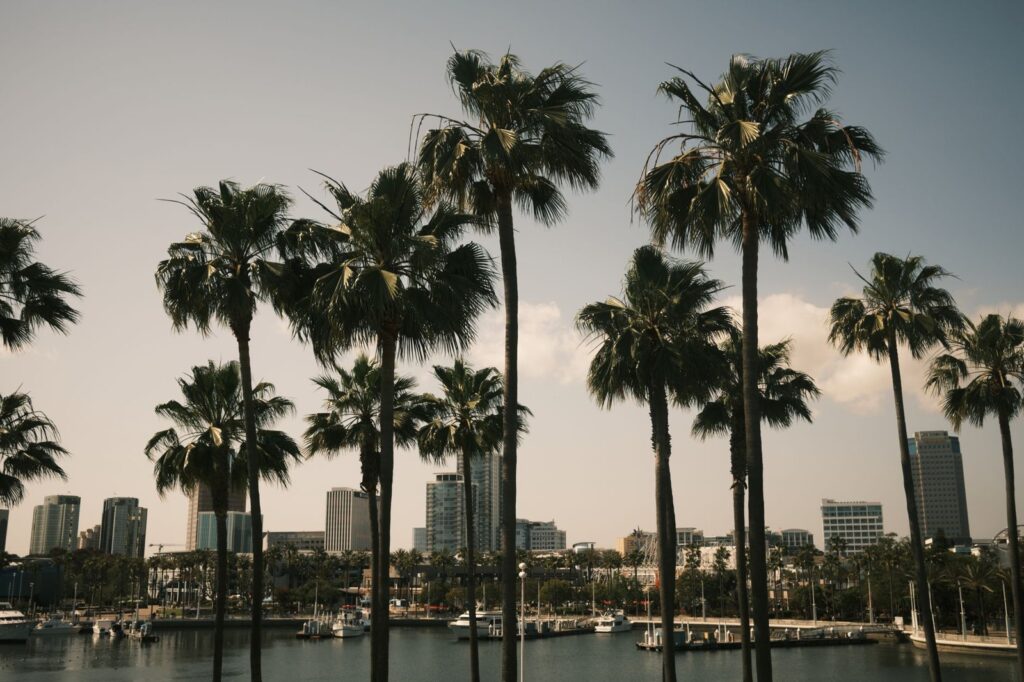 Tall palm trees along Rainbow Harbor with Downtown Long Beach towers behind, The Lavatory Los Angeles
