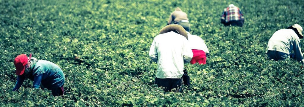 Farm workers in hats picking strawberries in a green field in Oxnard, California, The Lavatory Los Angeles