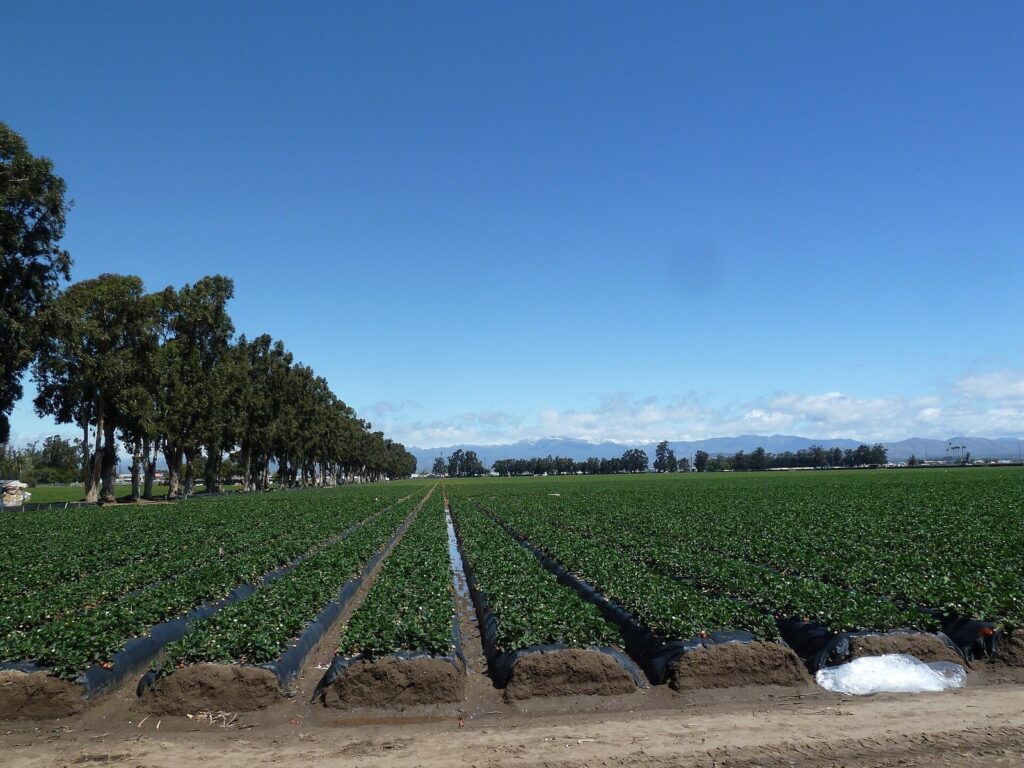 Rows of strawberry plants on the Oxnard Plain lined by eucalyptus trees with mountains in the distance, Oxnard, CA, The Lavatory Los Angeles