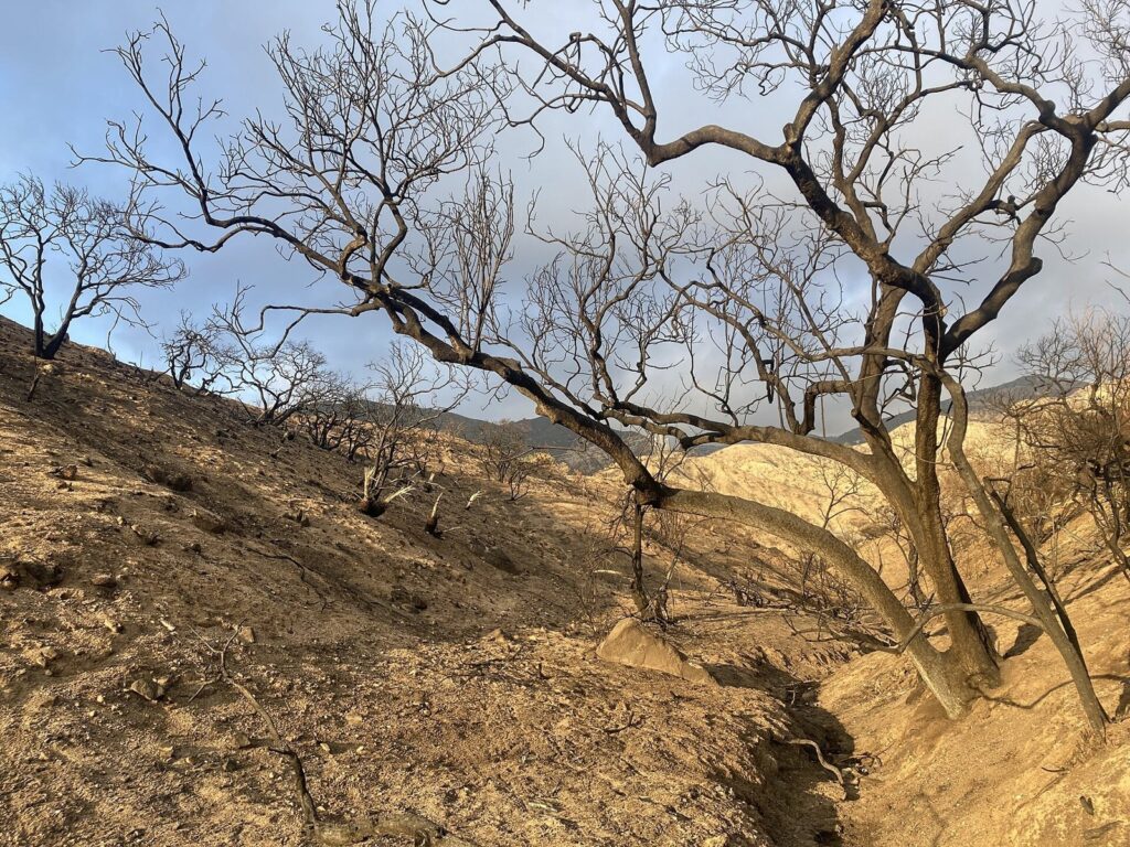 Burned oak trees on a hillside above Altadena after the 2025 Eaton Fire, near Pasadena, CA, The Lavatory Los Angeles
