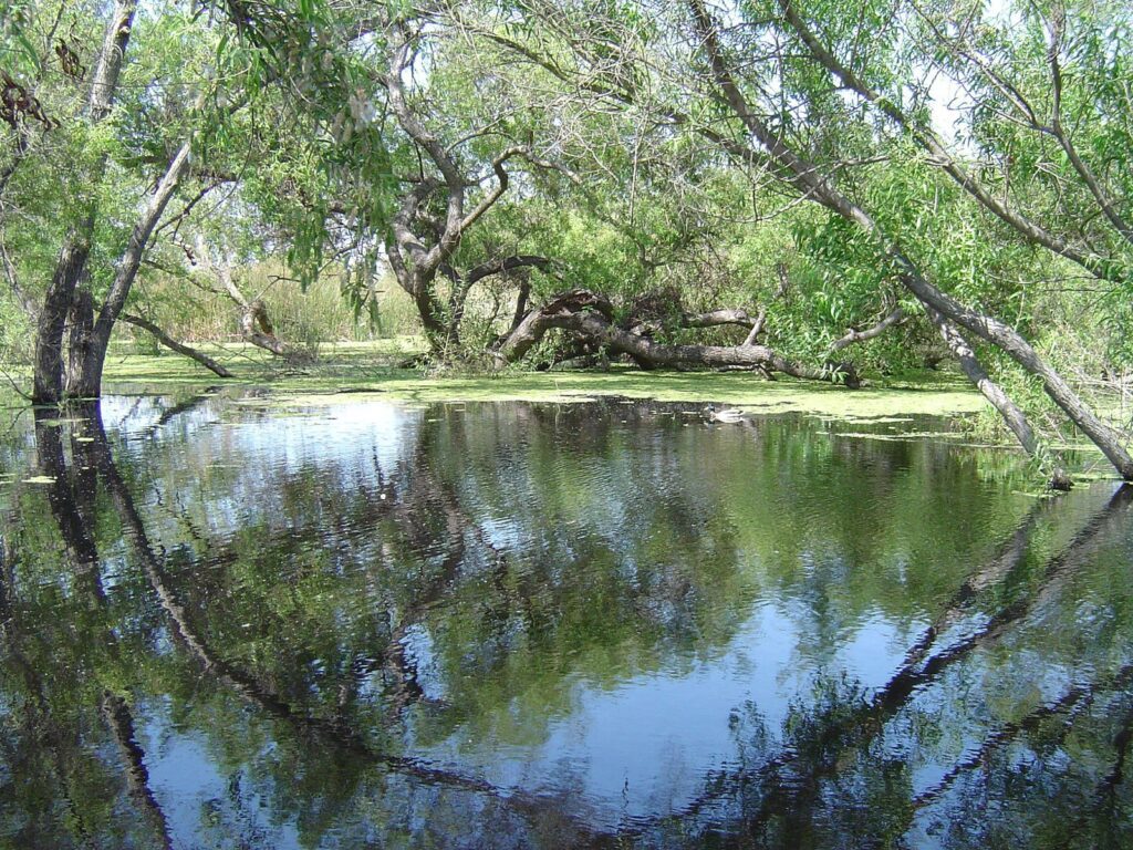 Pond and willow trees inside the Madrona Marsh Preserve in Torrance, The Lavatory Los Angeles